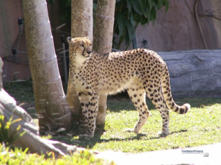 Aussie Cheetah
