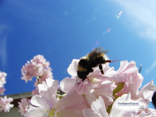 Bumble Bee