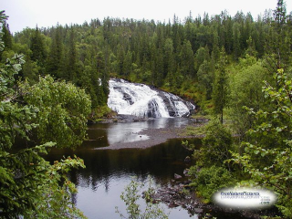 Forest Waterfall