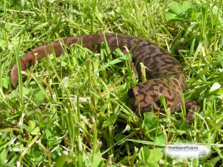 Salamander In Grass