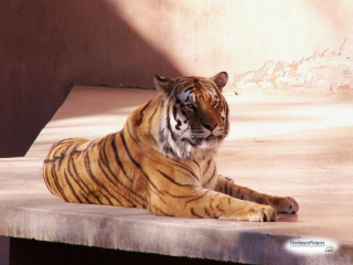 Tiger Lying Down
