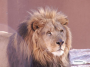 Lion Closeup