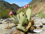 Prickly Pear