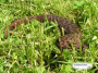 Salamander In Grass