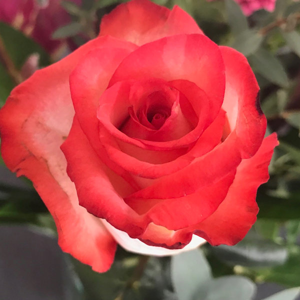 Flower 9